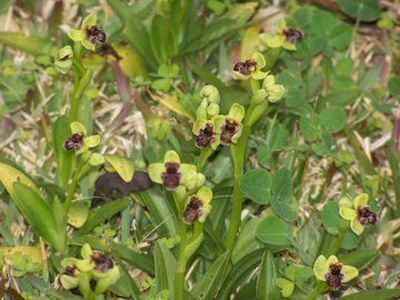 Orchidee in un prato